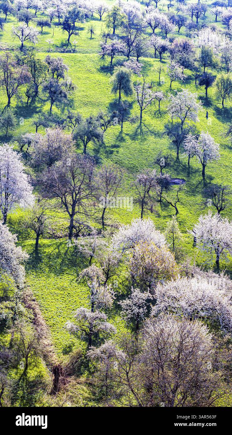 Printemps sur l'Albtrauf de l'Alb Souabe Les arbres fruitiers fleurissent dans les vergers de la vallée de Lenninger. Vue aérienne. Owen, Bade-Wuertemberg, Allemagne Banque D'Images