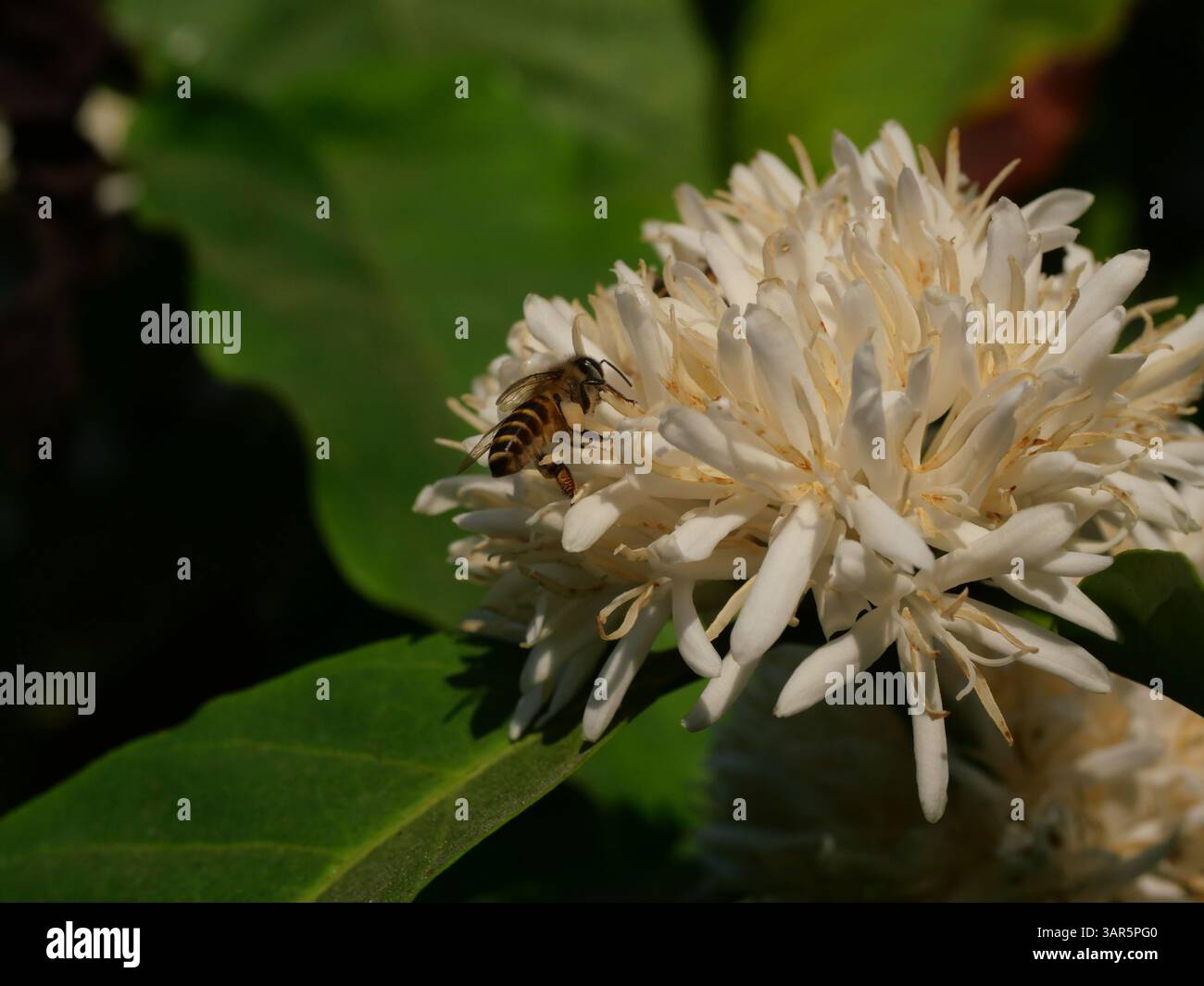 Abeille sur la fleur de café de Robusta sur la plante d'arbre avec feuille verte avec couleur noire en arrière-plan. Pétales et étamines blanches de fleurs en fleurs Banque D'Images Abeille sur la fleur de café de Robusta sur la plante d'arbre avec feuille verte avec couleur noire en arrière-plan. Pétales et étamines blanches de fleurs en fleurs Banque D'Images