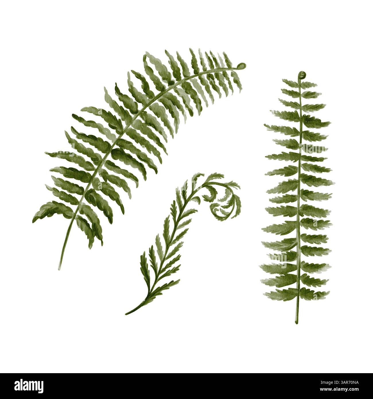 Ensemble de plantes préhistoriques. fern part. Herbes forestières. Jardin botanique. Illustration aquarelle isolée de l'arrière-plan. Dessin à la main. Banque D'Images