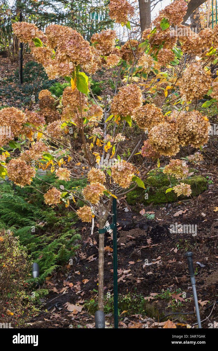 Hydrangea paniculata 'Limelight' devient brun en automne. Banque D'Images