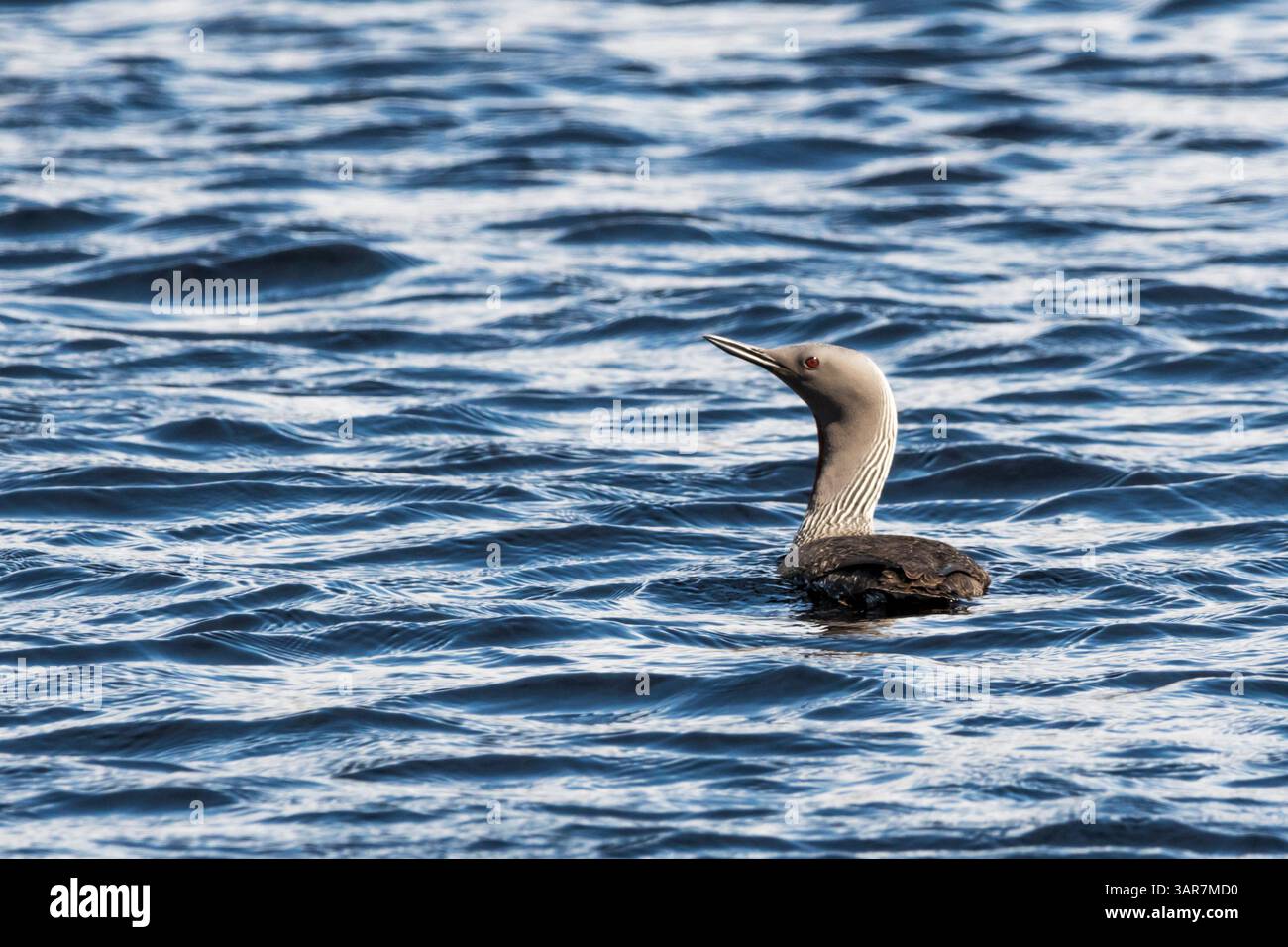 Plongeur au Red thoated, Gavia stellata, sur Trolladale Water, près de Gunniston, Northmavine, Shetland. Banque D'Images