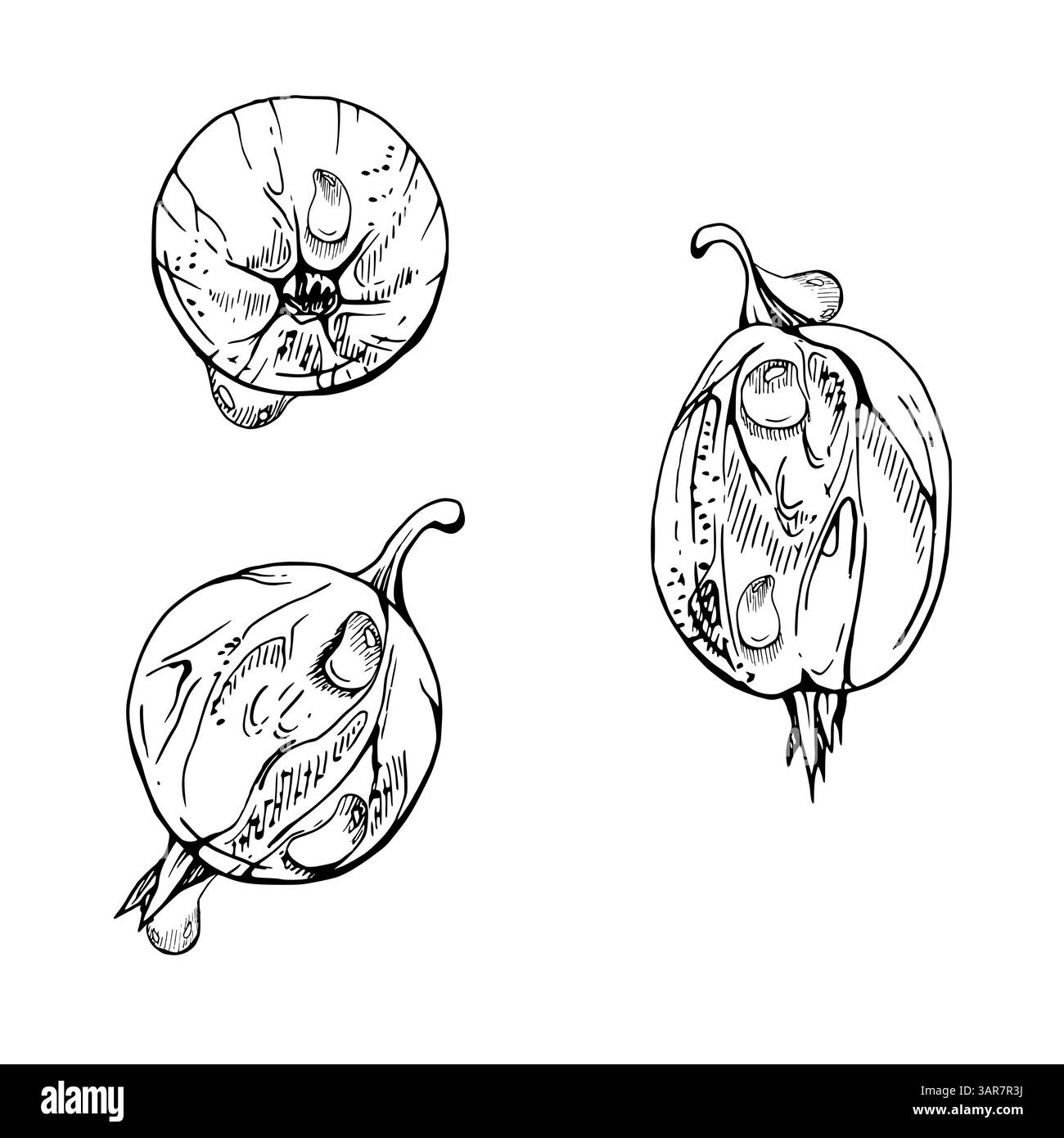 Groseille de fruits de Currant de groseille, gouttes de rosée d'eau dessinées à la main dans l'encre vectorielle, casseille de juneberry de juneberry de jardin. Botanique isolé gros plan réaliste Illustration de Vecteur