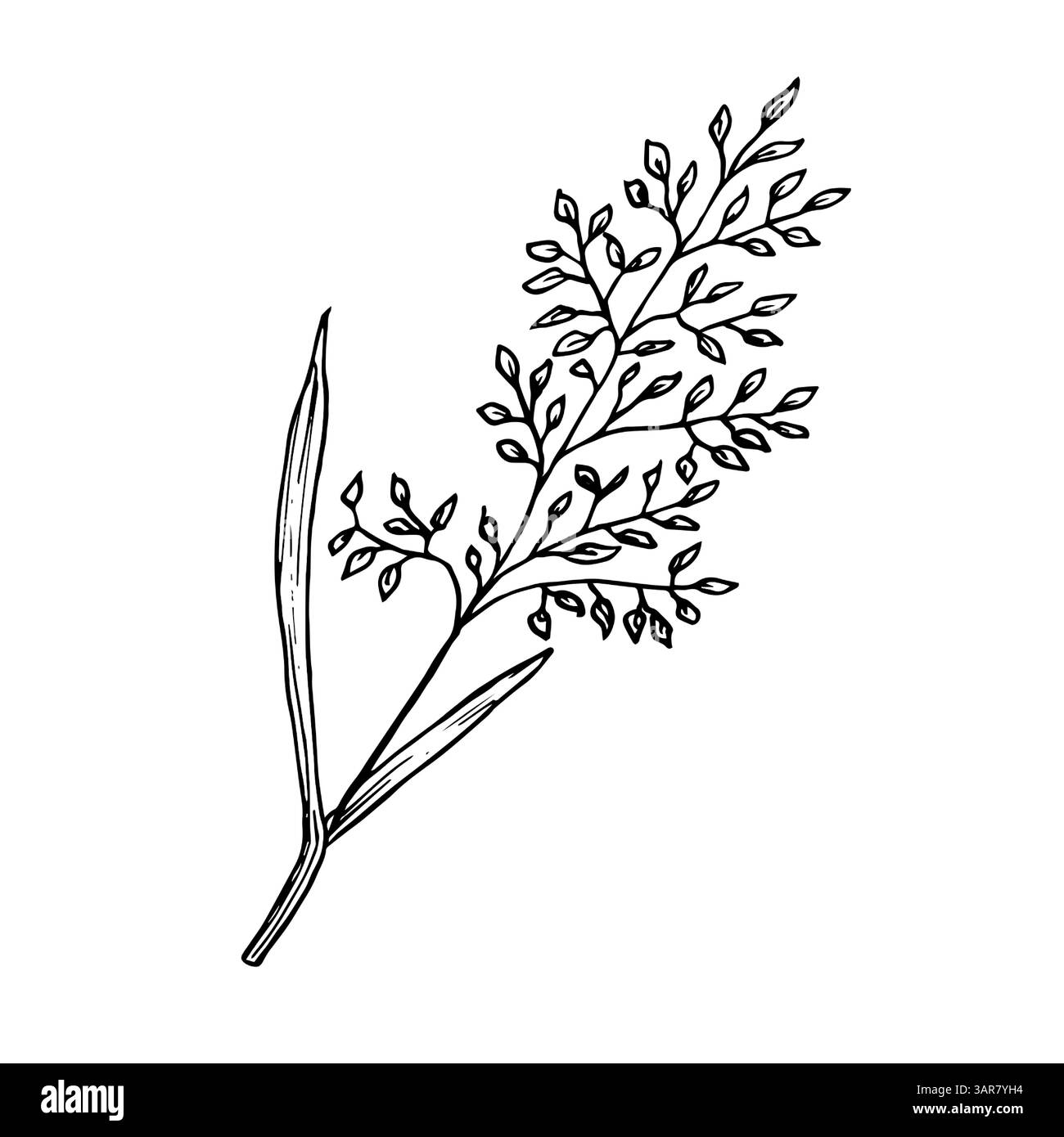 Un brin d'herbe avec de petites feuilles, une fleur sauvage, un croquis noir et blanc. Illustration vectorielle. Wormwood et fleurs séchées, isolé sur un dos blanc Illustration de Vecteur