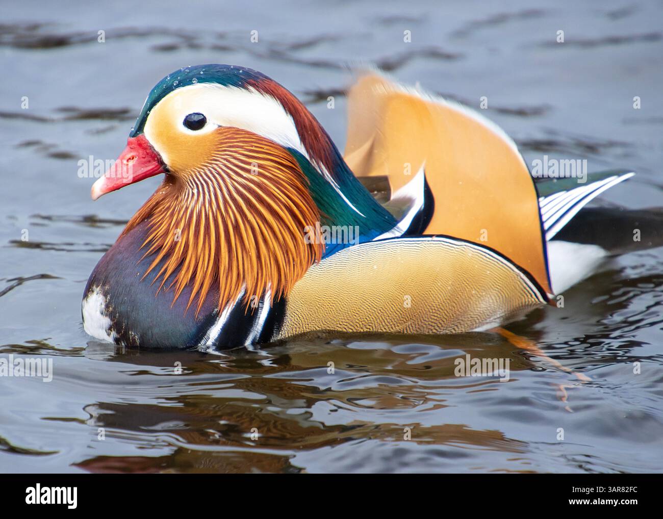Un canard mâle mandarin vibrant glisse gracieusement sur les eaux calmes d'un étang, mettant en valeur son plumage saisissant et ses motifs complexes dans la chaude af Banque D'Images