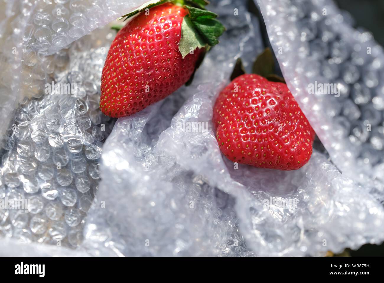 Deux fraises fraîches nichées dans un papier bulle transparent. Conservation des aliments, transport. Pertes de livraison de fruits. Banque D'Images