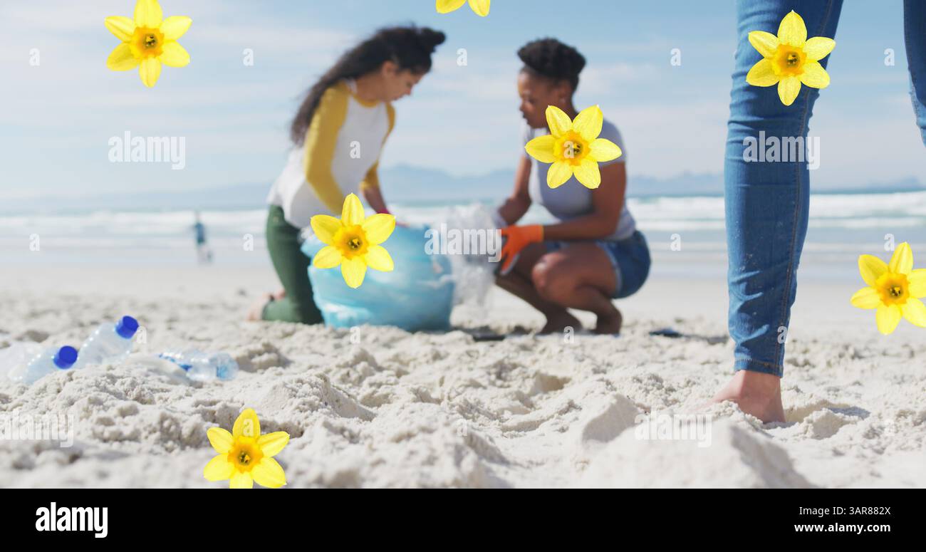 Image de jonquilles sur diverses femmes ramassant les ordures de la plage Banque D'Images