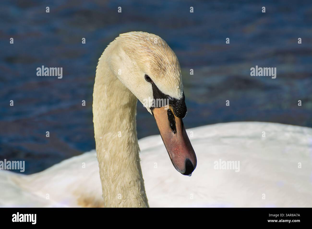 Gros plan d'une jeune tête de cygne muet (Cygnus olor) adulte au printemps. Les cygnes immatures/juvéniles ont un bec plus pâle et rosé foncé. Banque D'Images