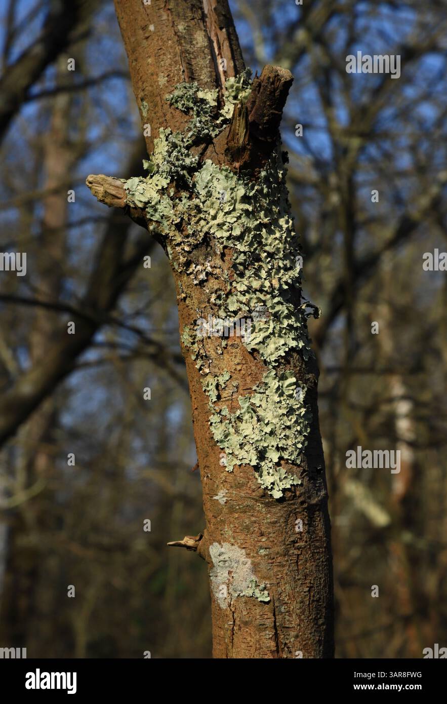 Un lichen du groupe Foliose, Flavoparmelia caperata, dans la forêt de Carr, par Barton Broad à Barton Turf, Norfolk, Angleterre, Royaume-Uni. Banque D'Images
