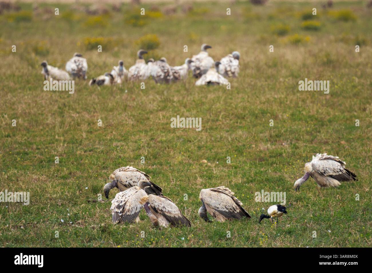 Un vautour du Cap (Gyps coprotheres) affluent dans un champ près de la réserve naturelle de Hoop dans l'Overberg. Cap occidental. Afrique du Sud Banque D'Images