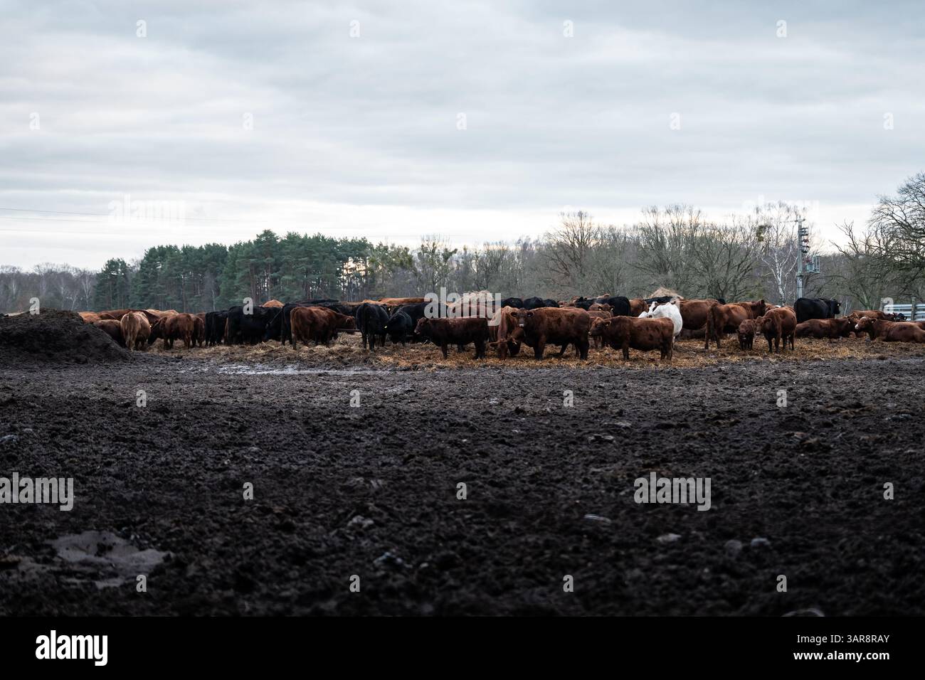 Vaches debout sur une zone sale et boueuse. Élevage pour produire de la viande pour les humains. Animaux tristes dans un environnement sombre à l'extérieur. Les couleurs sont tristes. Banque D'Images