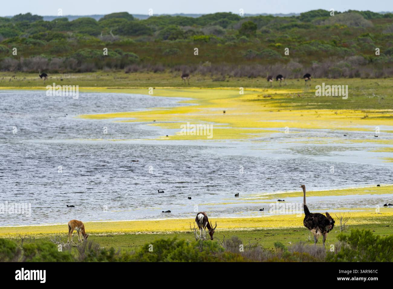 Bontebok et une autruche dans une vue sur de Hoop Vlei à de Hoop nature Reserve, Overberg, Western Cape. Afrique du Sud. Banque D'Images