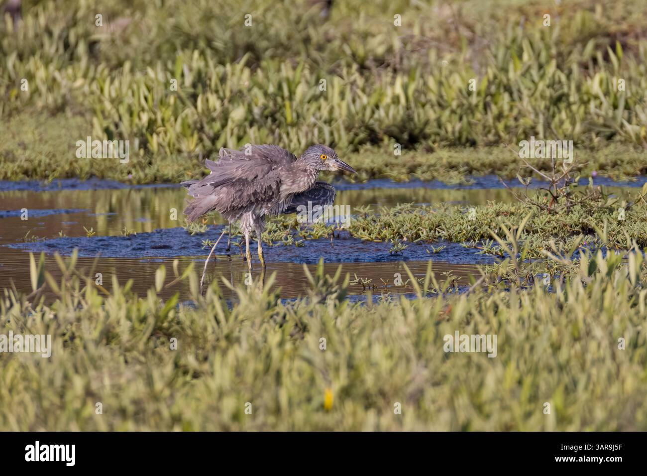 Juvénile Night-Héron couronné noir au Costa Rica Banque D'Images