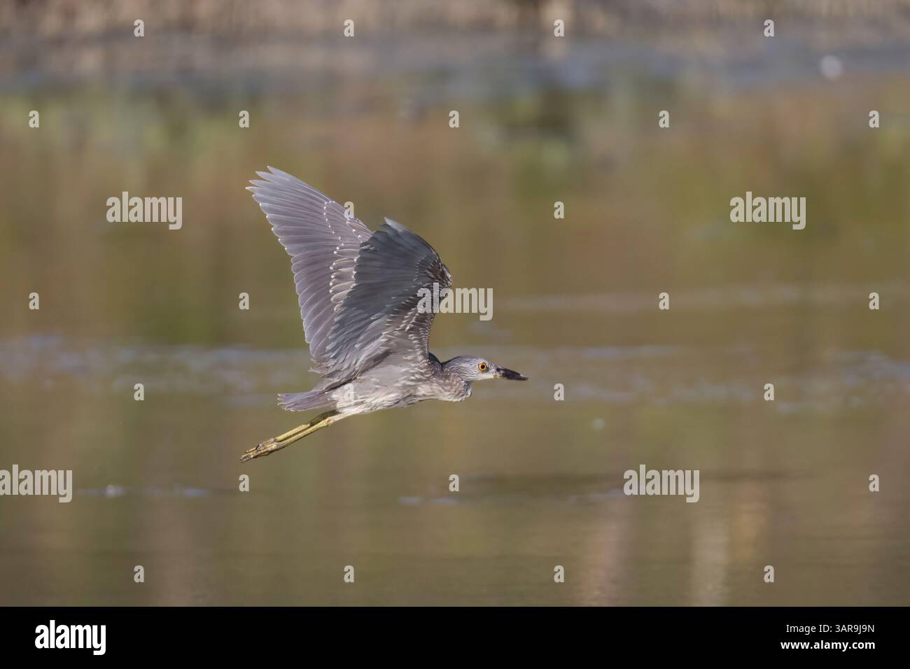 Heron de nuit juvénile couronné noir en vol au Costa Rica Banque D'Images