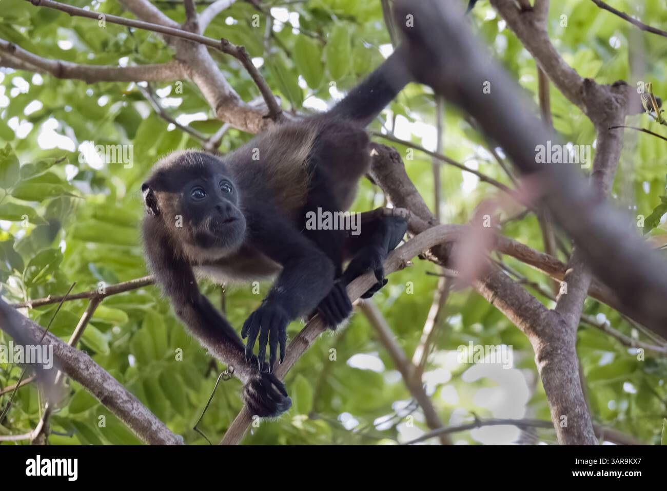 Singe Howler mantelé au Costa Rica Banque D'Images