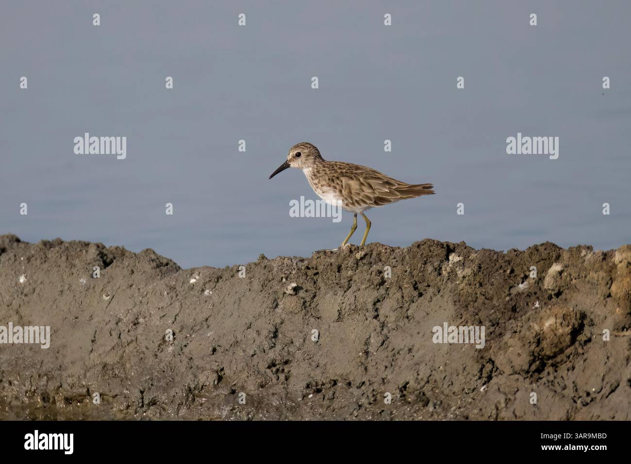 Le moins Sandpiper au Costa Rica Banque D'Images