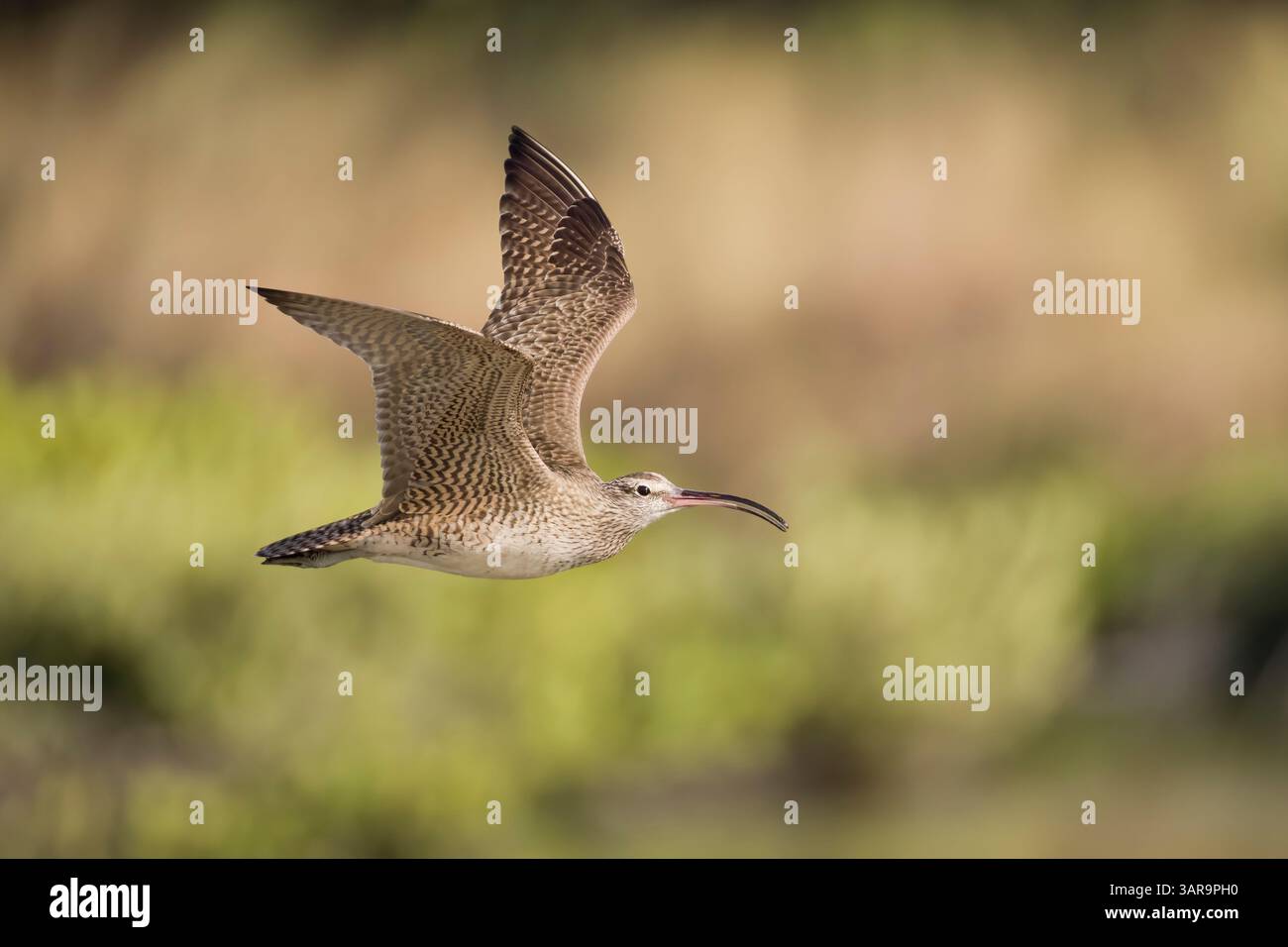 Whimbrel en vol au Costa Rica Banque D'Images