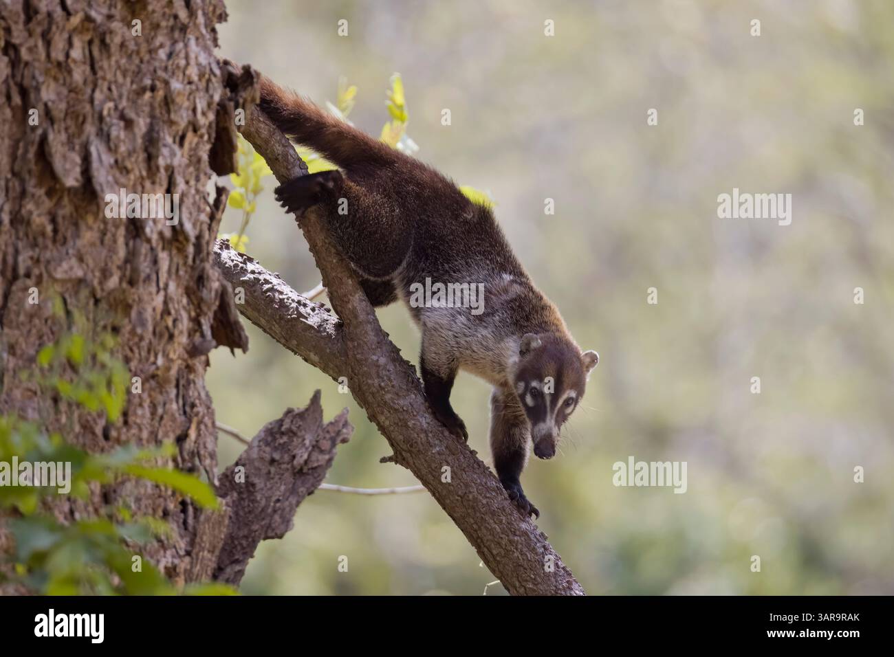 Coati à nez blanc au Costa Rica Banque D'Images
