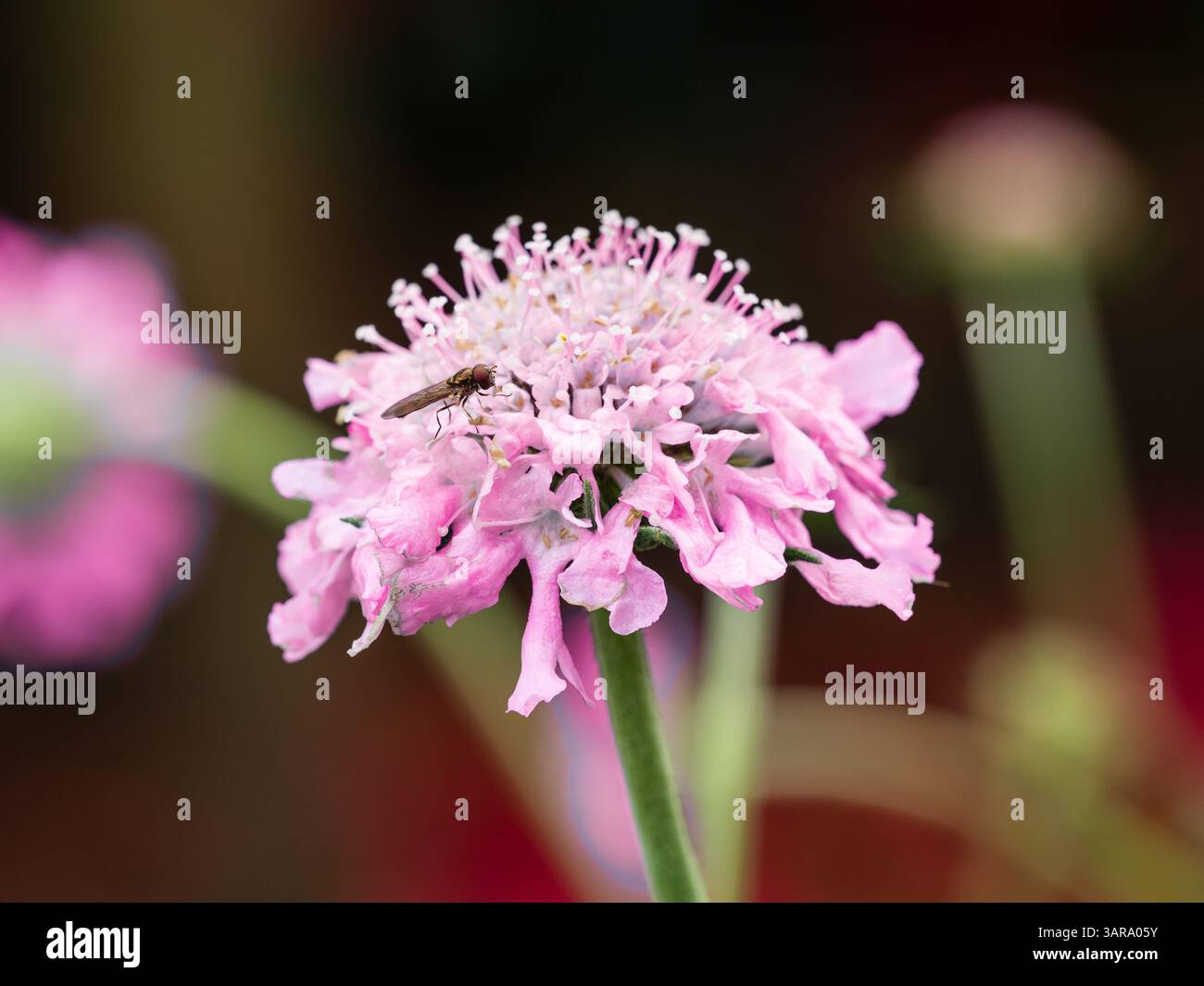 Fleur rose de la vivacité robuste à longue floraison, Scabious 'Walberton's Pink Mist' Banque D'Images