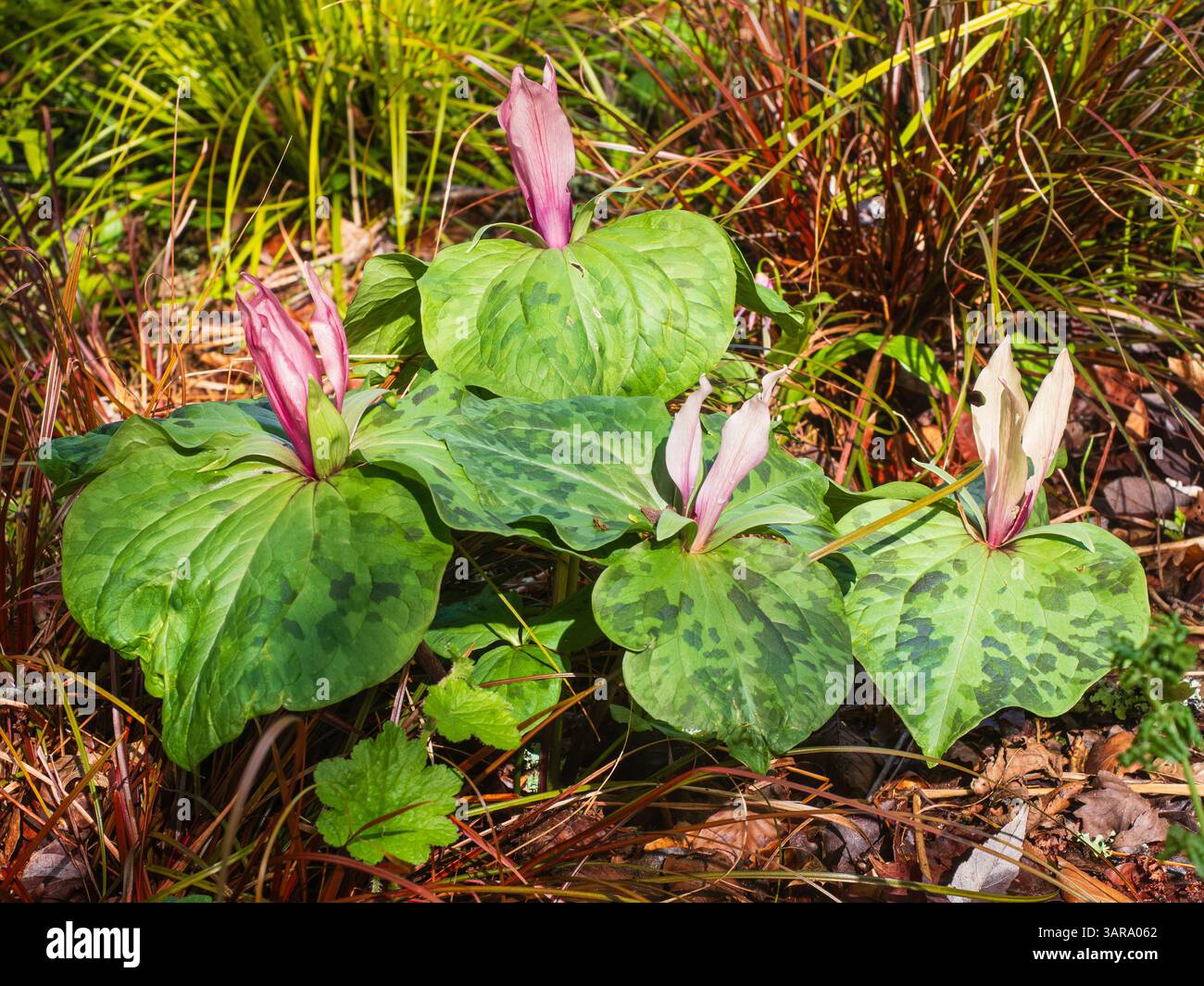Forme rose avec feuillage tacheté de l'éphémère forestier florissant au printemps, Trillium chloropetalum, rouge-gorge géant Banque D'Images