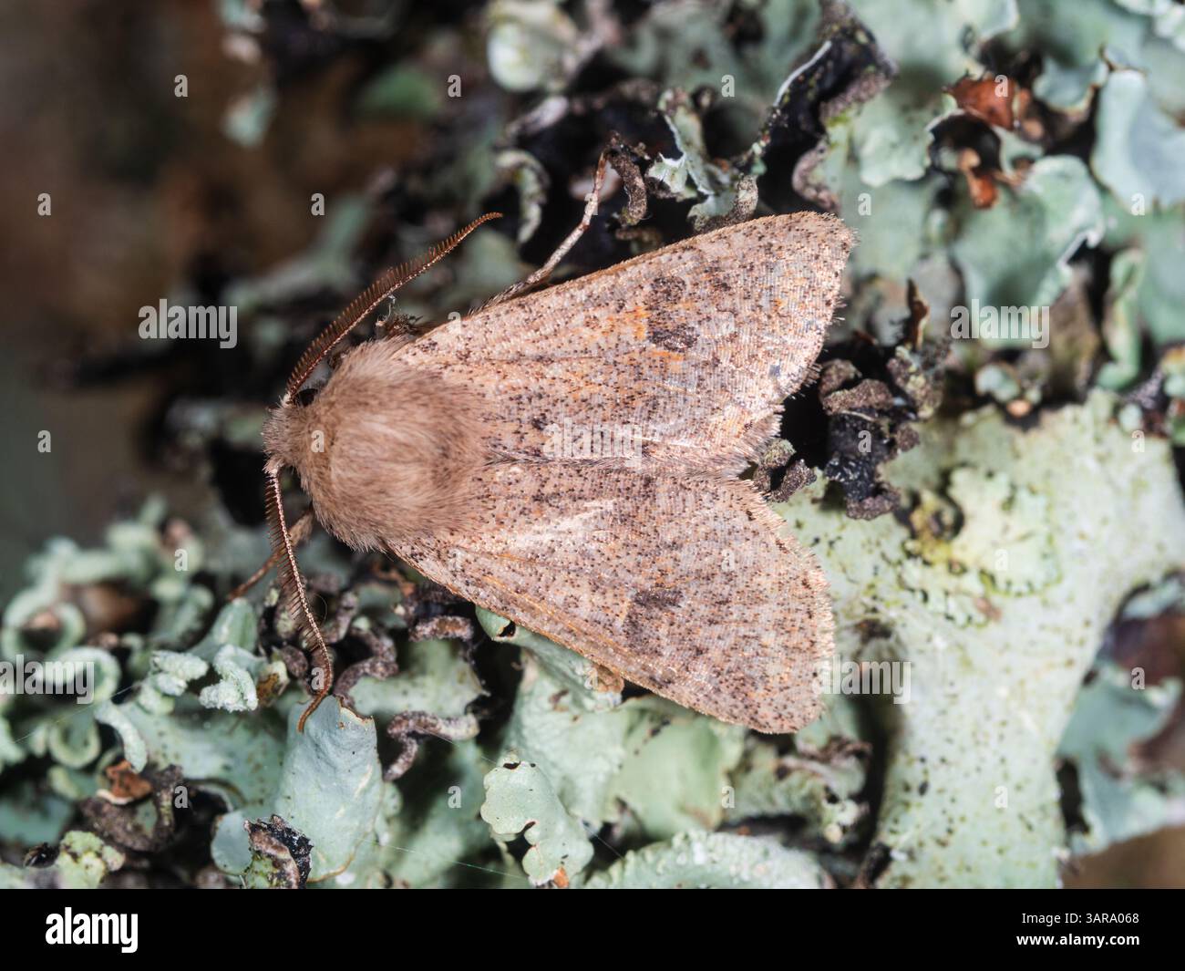 Papillon de jardin britannique, Orthosia cruda, petit quaker, mâle dans un jardin d'avril Banque D'Images