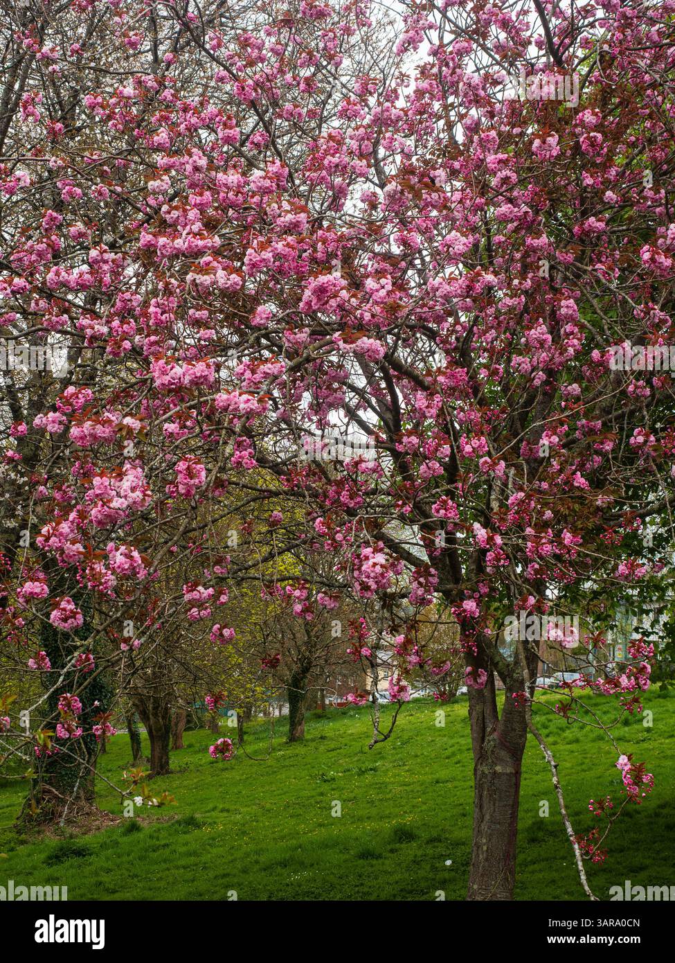 Fleur rose printanière de la cerise rustique à floraison japonaise Prunus serrulata 'Kanzan' Banque D'Images