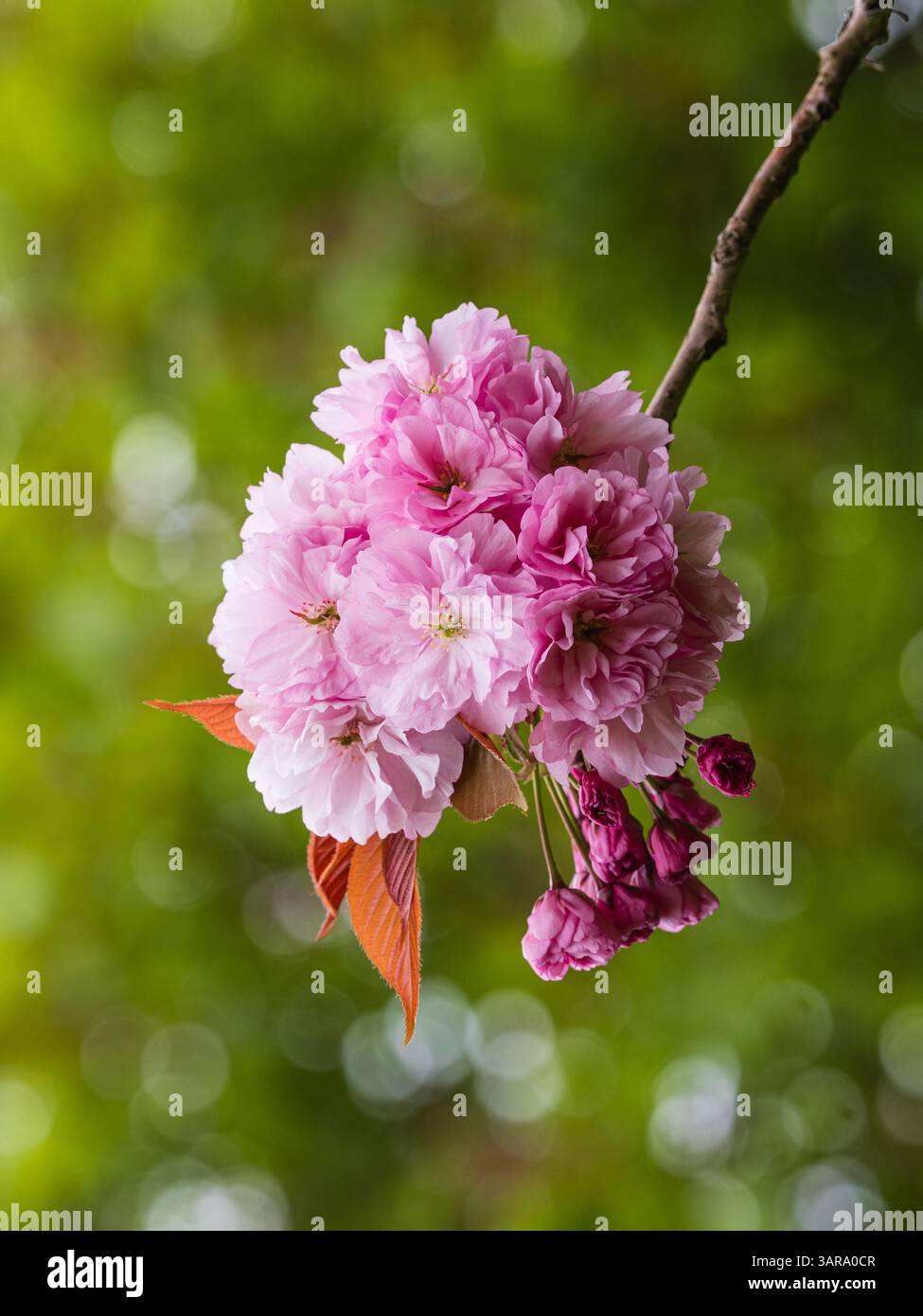 Fleur rose printanière de la cerise rustique à floraison japonaise Prunus serrulata 'Kanzan' Banque D'Images