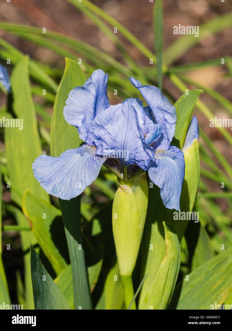 Fleur bleue de l'iris barbu nain fleuri au début du printemps, Iris pumila 'Azurea' Banque D'Images