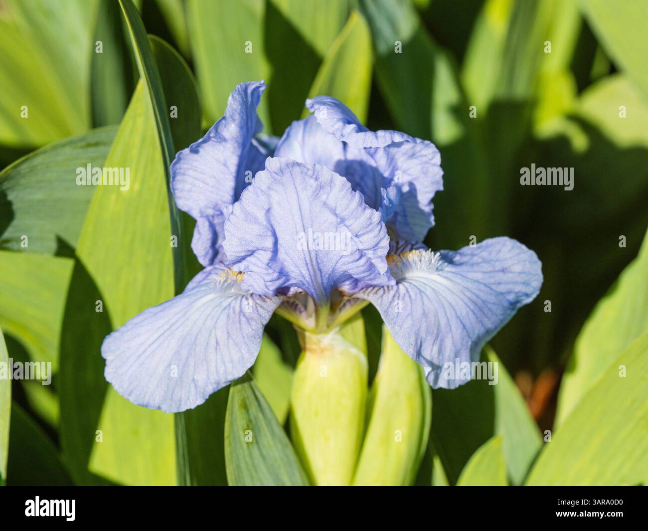 Fleur bleue de l'iris barbu nain fleuri au début du printemps, Iris pumila 'Azurea' Banque D'Images