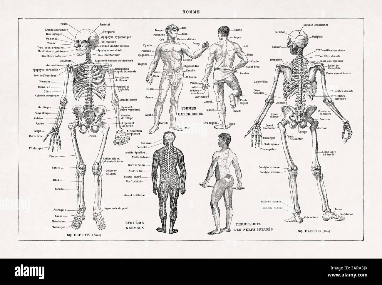 Illustration du corps humain imprimée dans un dictionnaire français de la fin du XIXe siècle. Banque D'Images
