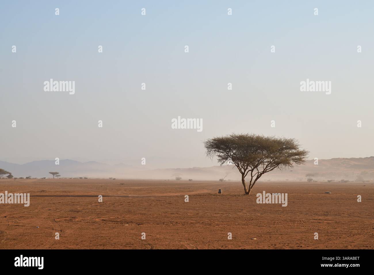 Désert de Rub Al Khali, Sultanat d'Oman. Arbre d'acacia dans le désert de Wahiba Sands au lever du soleil, péninsule arabique Banque D'Images