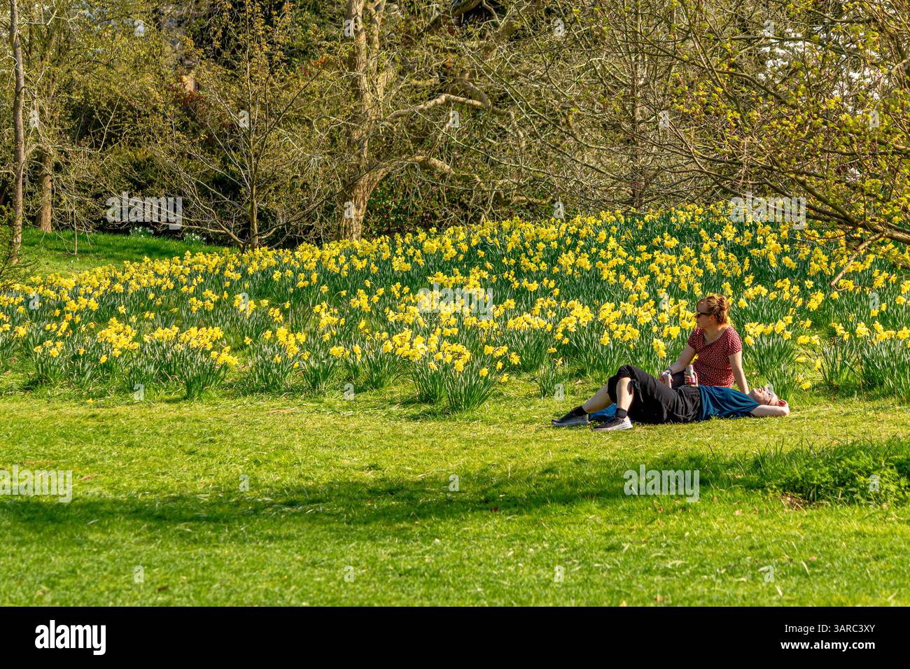 Deux personnes assises sur l'herbe profitant du soleil du printemps, à côté d'une grande banque de jonquilles jaunes au printemps à Kew Gardens, Kew, Londres, Royaume-Uni Banque D'Images