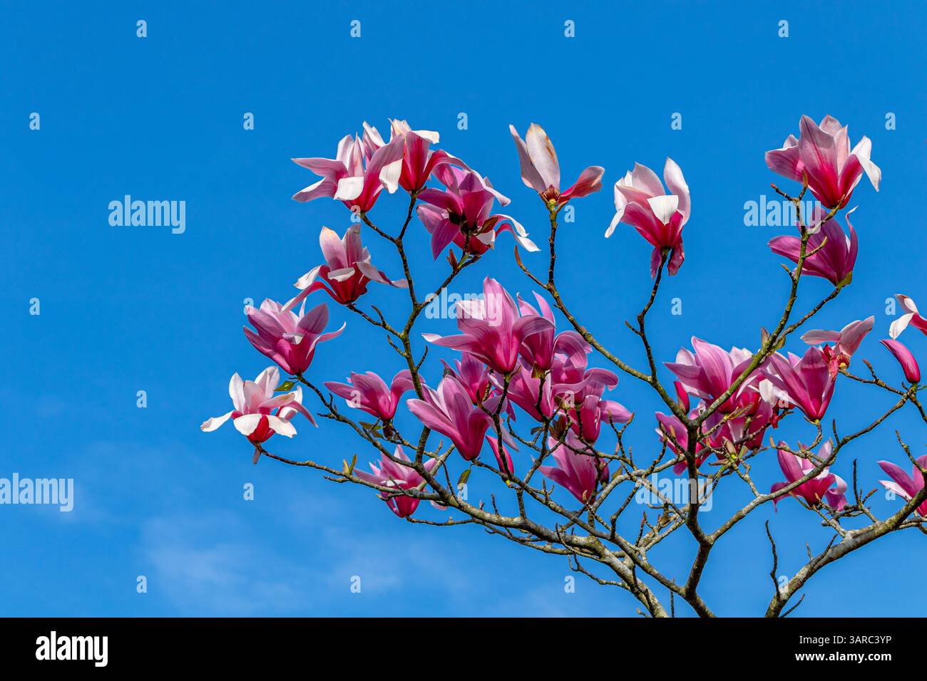 Fleurs roses d'un arbre Magnolia (spectre Magnolia) fleurissant sur un ciel bleu, jardins de Kew, Kew, Londres, Royaume-Uni Banque D'Images
