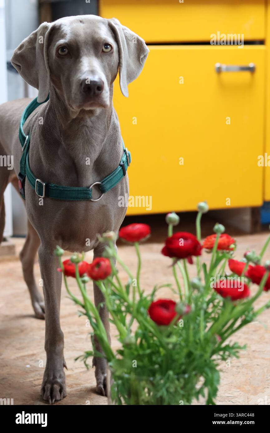 Portrait rapproché d'un beau chien. Chien Weimaraner gris regardant l'appareil photo. Banque D'Images