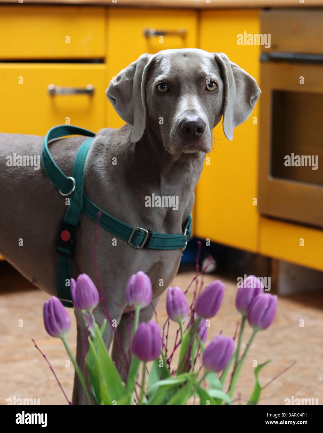 Portrait rapproché d'un beau chien. Chien Weimaraner gris regardant l'appareil photo. Banque D'Images