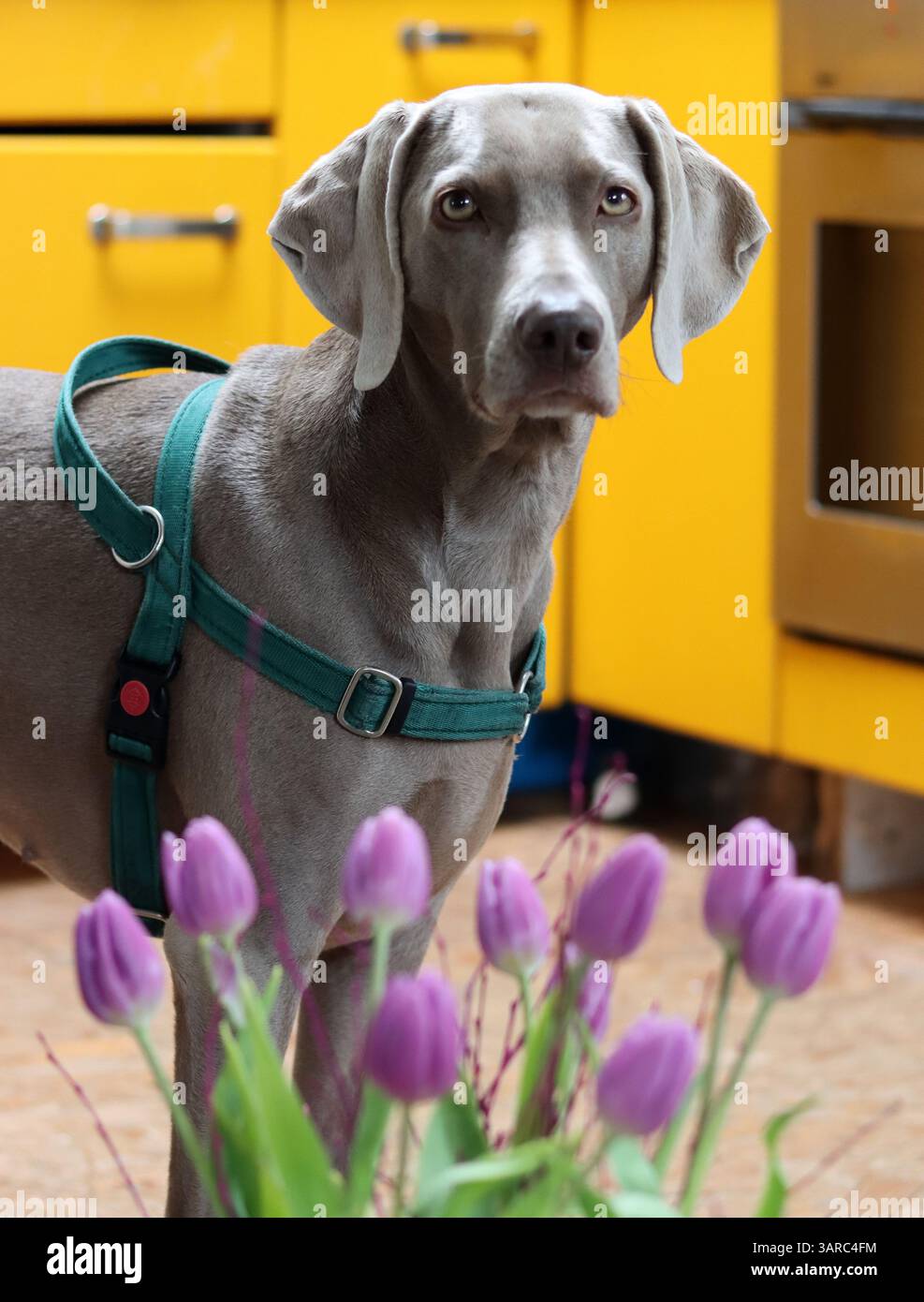 Portrait rapproché d'un beau chien. Chien Weimaraner gris regardant l'appareil photo. Banque D'Images