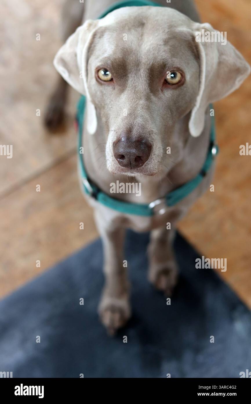 Portrait rapproché d'un beau chien. Chien Weimaraner gris regardant l'appareil photo. Banque D'Images