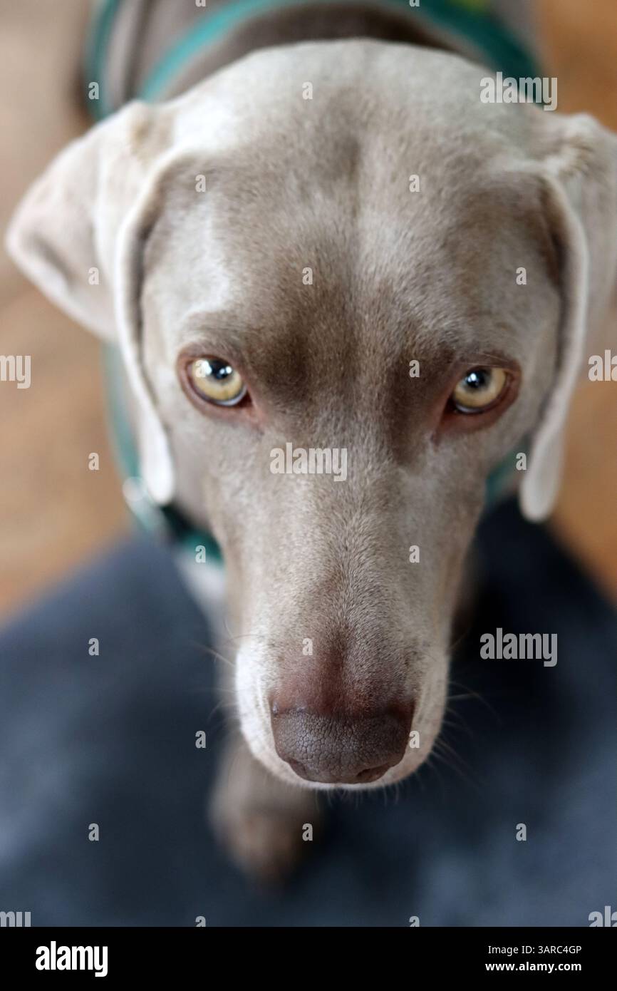 Portrait rapproché d'un beau chien. Chien Weimaraner gris regardant l'appareil photo. Banque D'Images