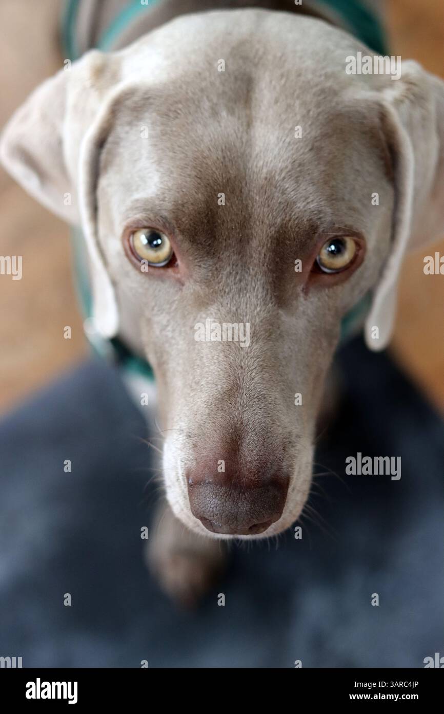 Portrait rapproché d'un beau chien. Chien Weimaraner gris regardant l'appareil photo. Banque D'Images
