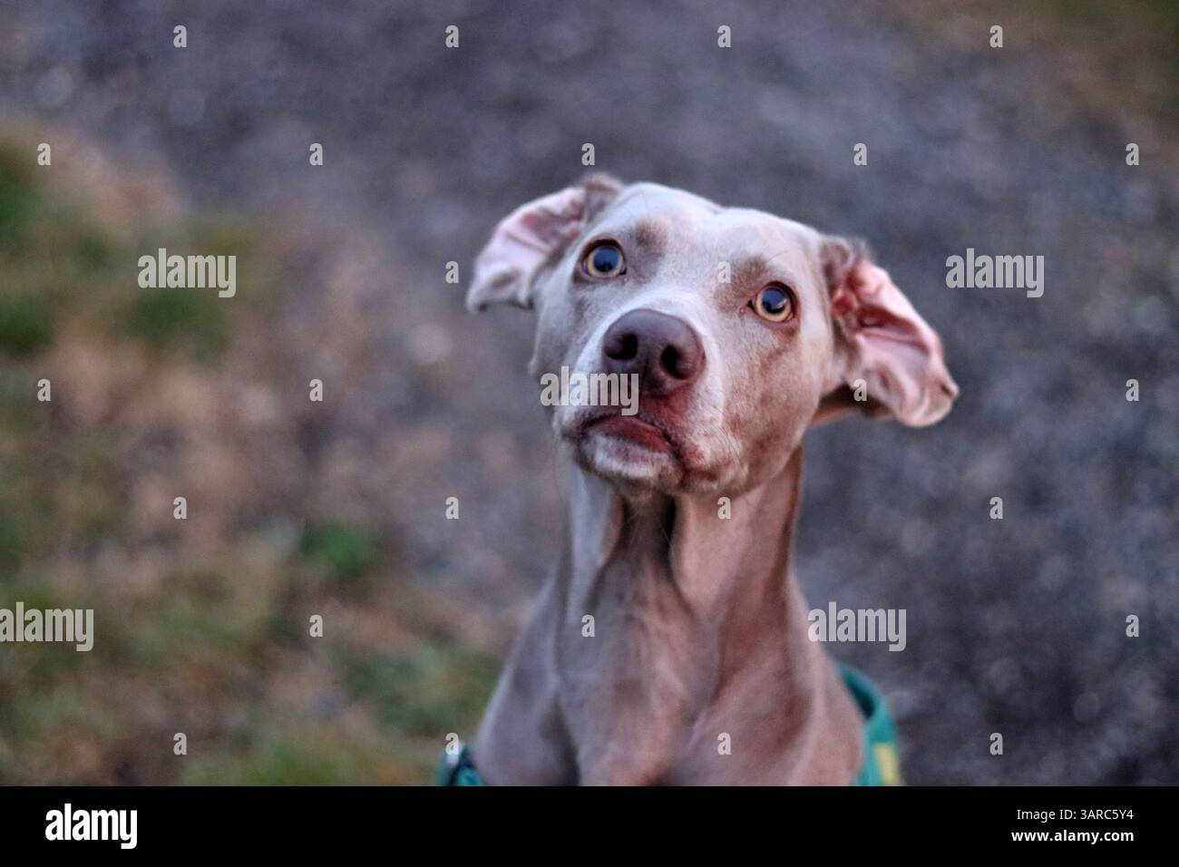 Portrait rapproché d'un beau chien. Chien Weimaraner gris regardant l'appareil photo. Banque D'Images