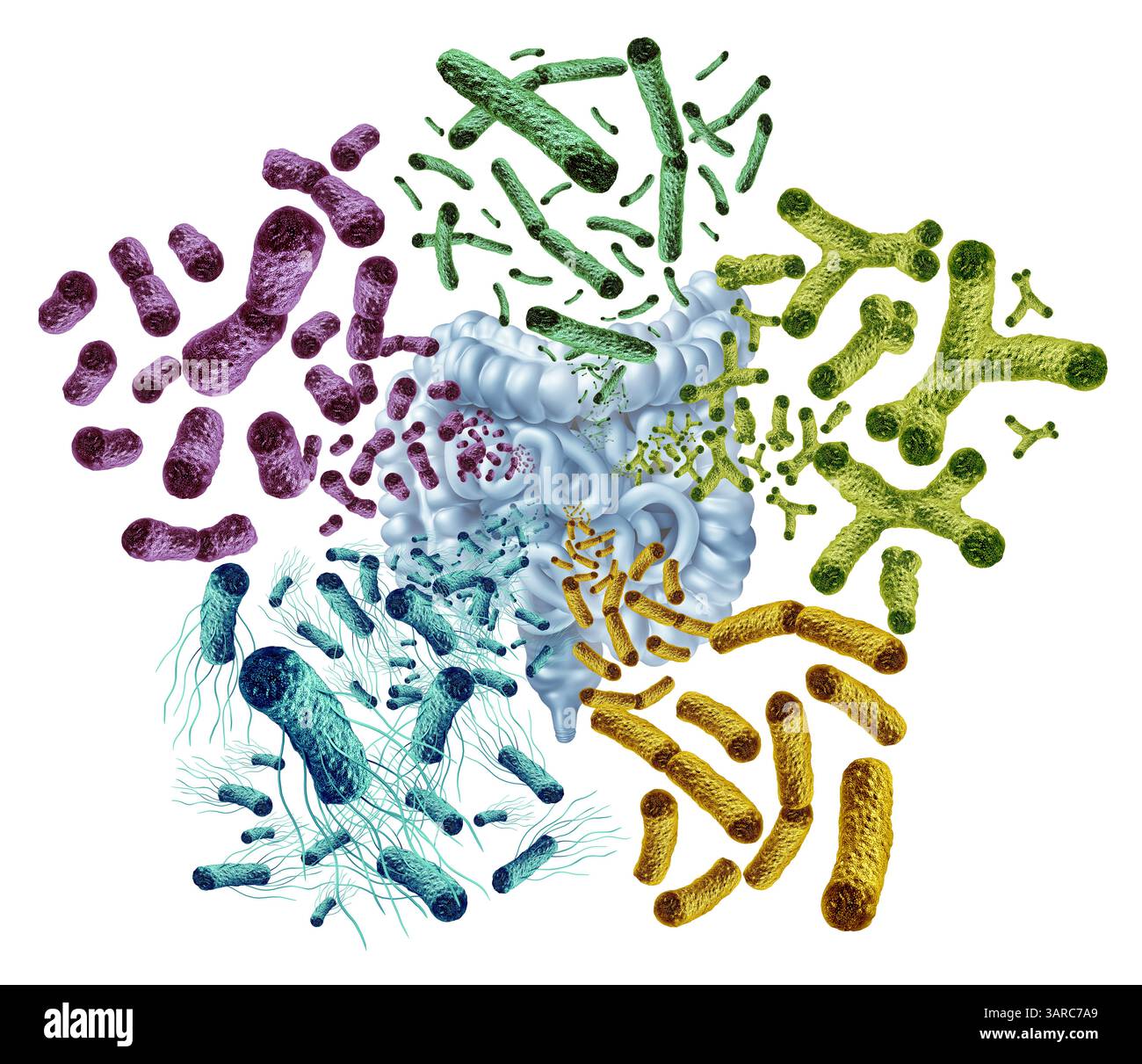 Microbiote intestinal bonnes bactéries dans l'intestin comme bactérie probiotique à l'intérieur du corps comme microflore digestive dans le côlon ou l'intestin comme microbiome. Banque D'Images