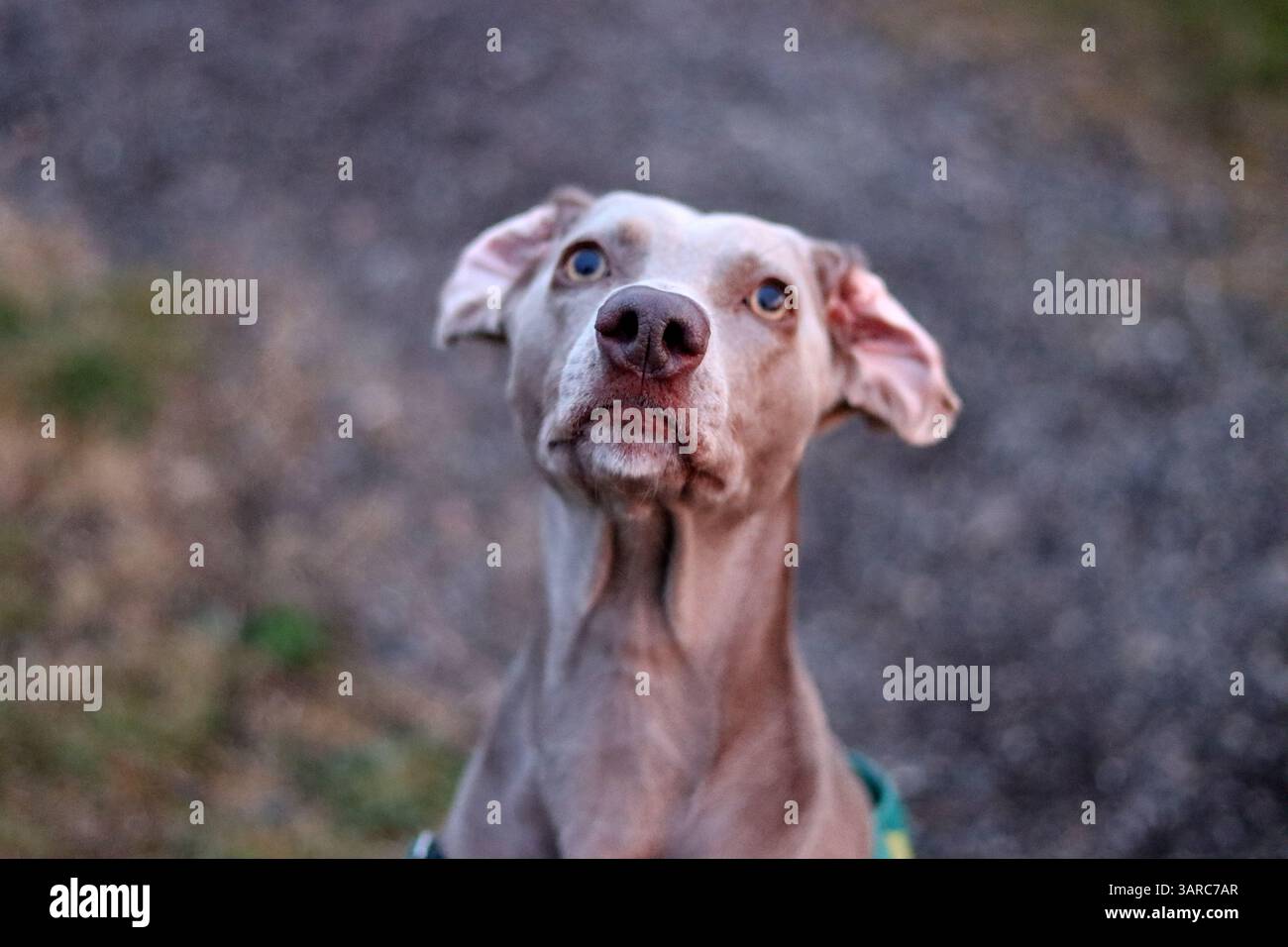 Portrait rapproché d'un beau chien. Chien Weimaraner gris regardant l'appareil photo. Banque D'Images