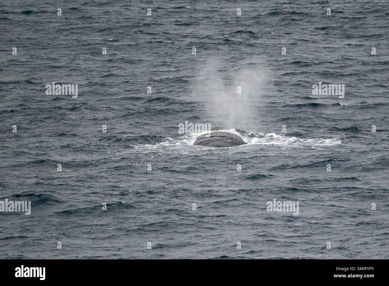 Une baleine noire australe (Eubalaena australis) à la surface au large de la côte de l'Antarctique. Banque D'Images