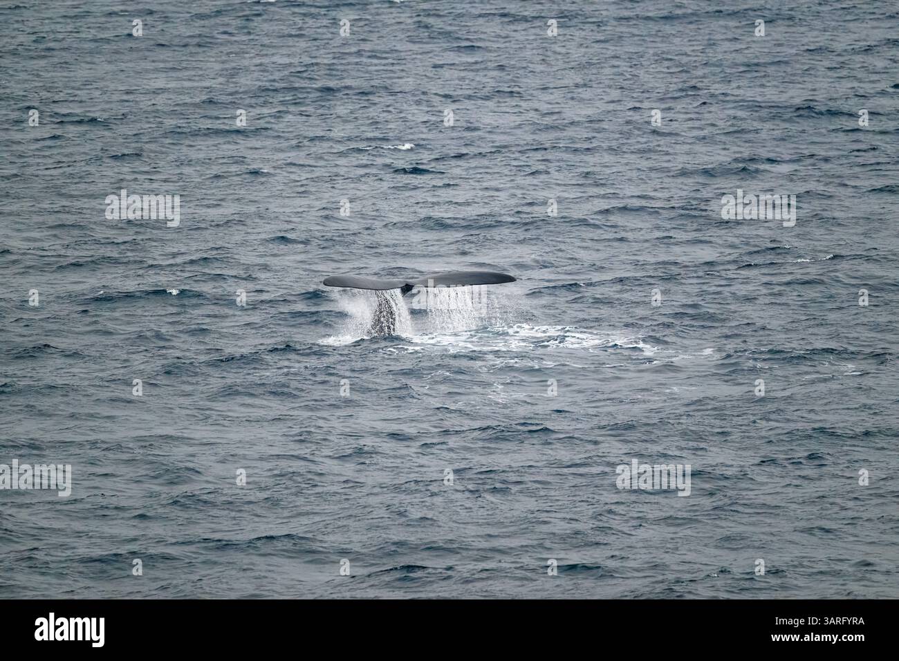 Une baleine noire australe (Eubalaena australis) à la surface au large de la côte de l'Antarctique. Banque D'Images