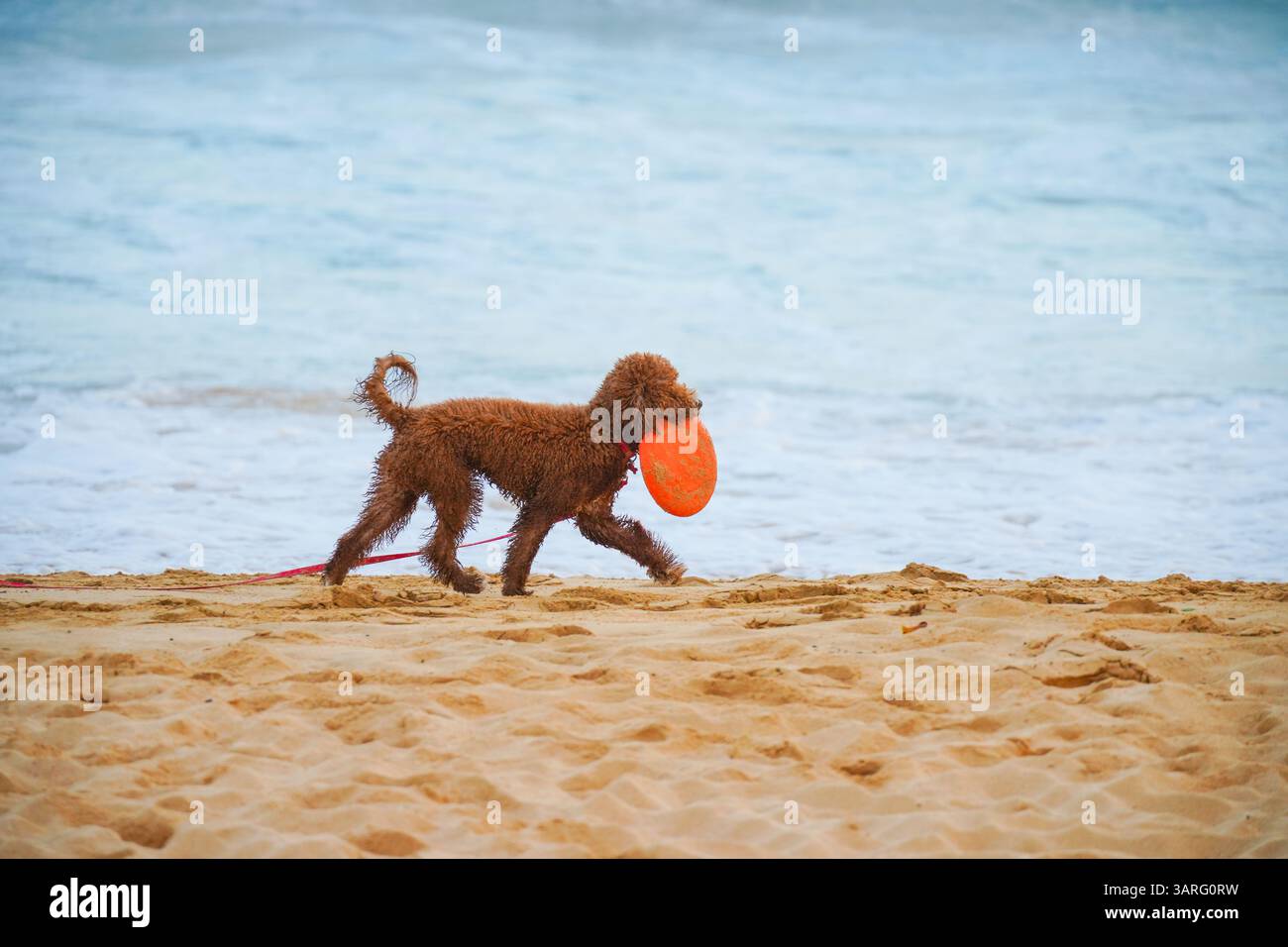 Adorable Labradoodle marron humide debout sur une plage de sable avec des vagues de l'océan en arrière-plan. Photo stock parfaite pour animal de compagnie, voyage, style de vie de plage, amoureux des chiens Banque D'Images