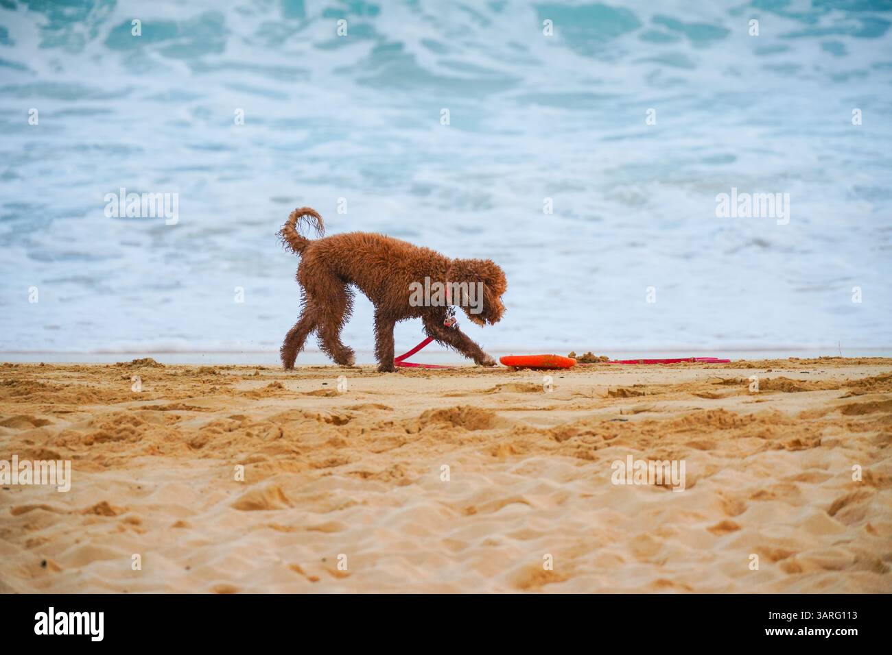 Adorable Labradoodle marron humide debout sur une plage de sable avec des vagues de l'océan en arrière-plan. Photo stock parfaite pour animal de compagnie, voyage, style de vie de plage, amoureux des chiens Banque D'Images