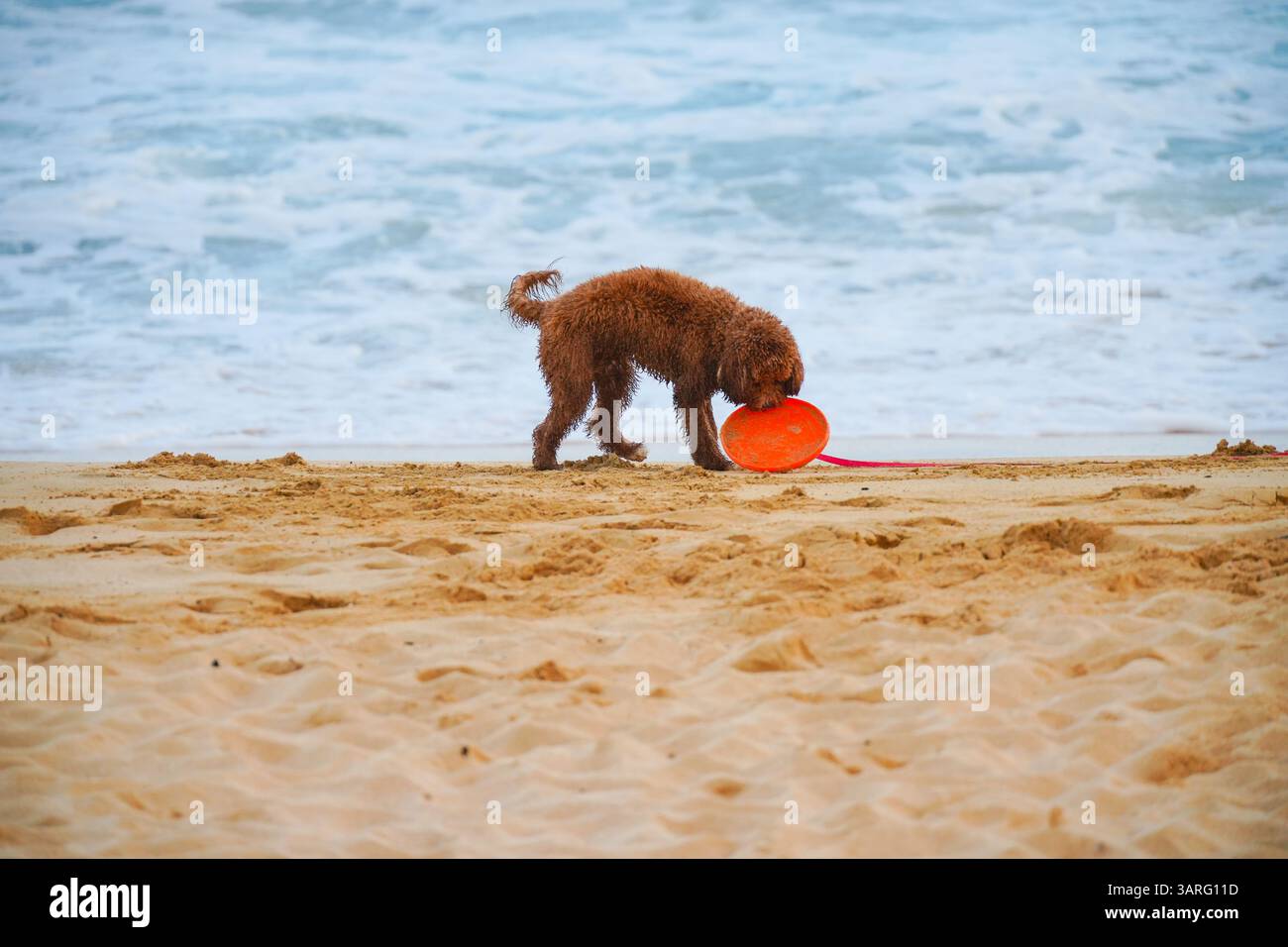Adorable Labradoodle marron humide debout sur une plage de sable avec des vagues de l'océan en arrière-plan. Photo stock parfaite pour animal de compagnie, voyage, style de vie de plage, amoureux des chiens Banque D'Images