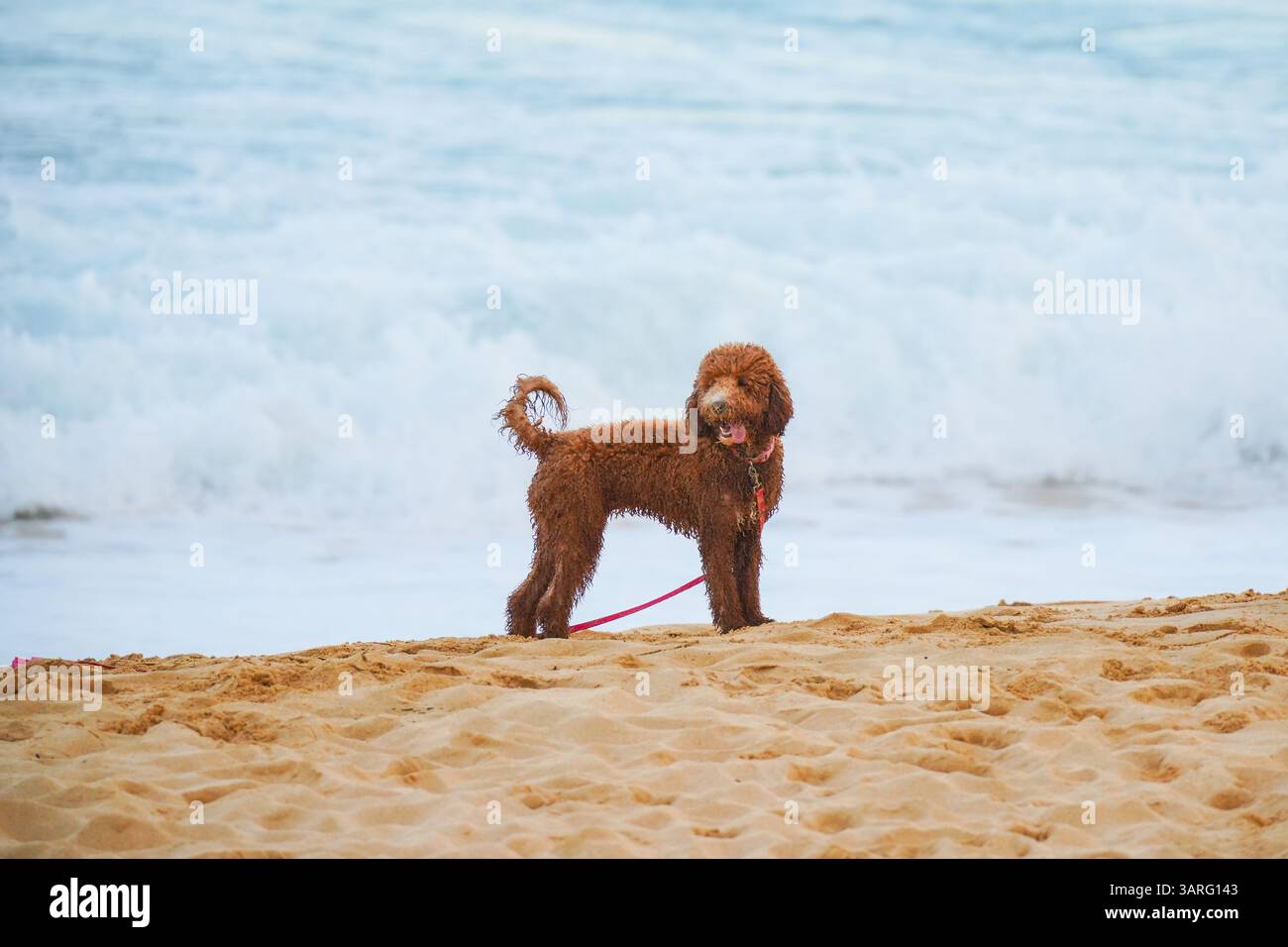 Adorable Labradoodle marron humide debout sur une plage de sable avec des vagues de l'océan en arrière-plan. Photo stock parfaite pour animal de compagnie, voyage, style de vie de plage, amoureux des chiens Banque D'Images