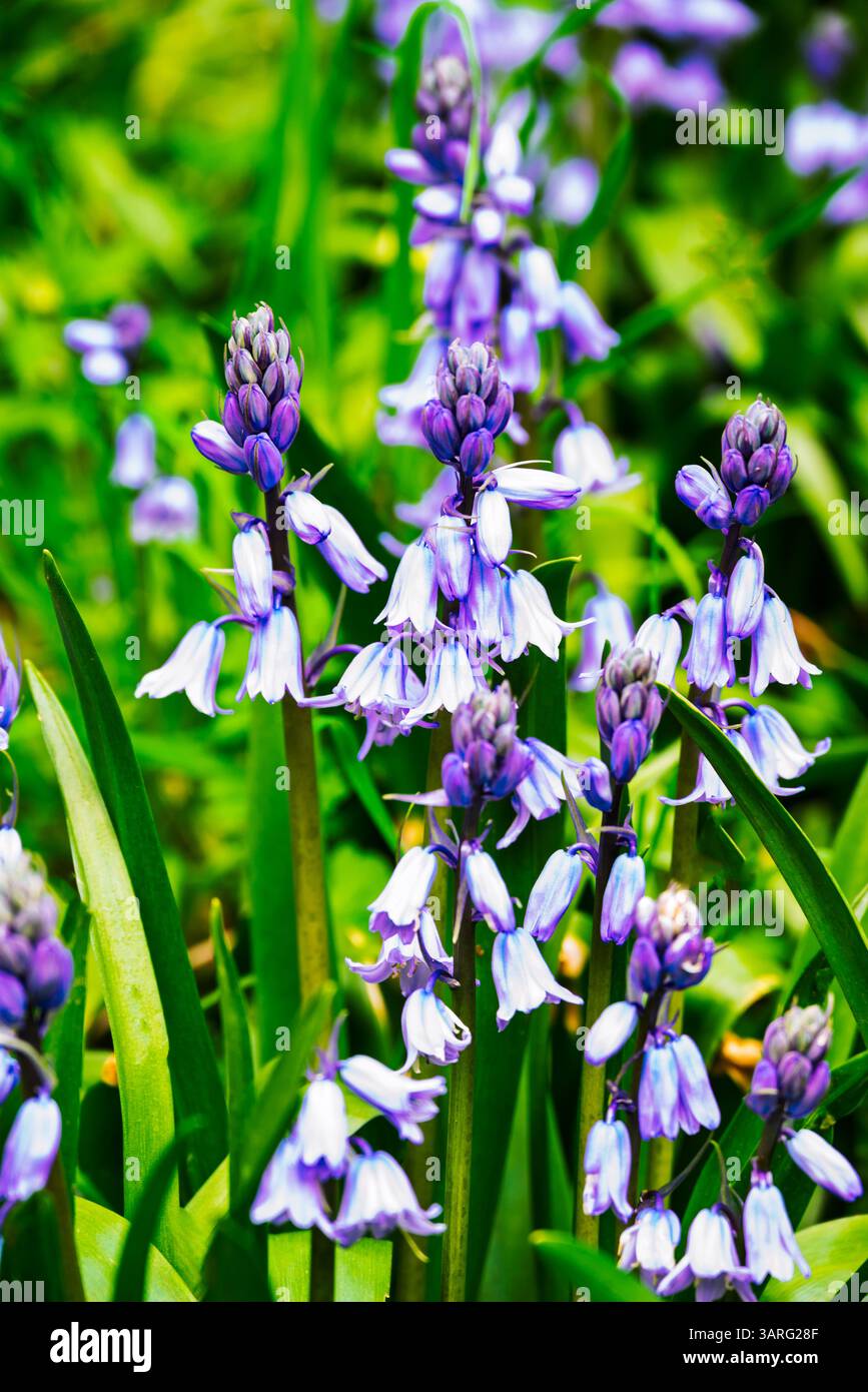 Une éclatante parcelle de globules bleus espagnols (Hyacinthoides hispanica) est en pleine floraison, mettant en valeur leurs fleurs délicates en forme de cloche dans des tons de bleu. Banque D'Images