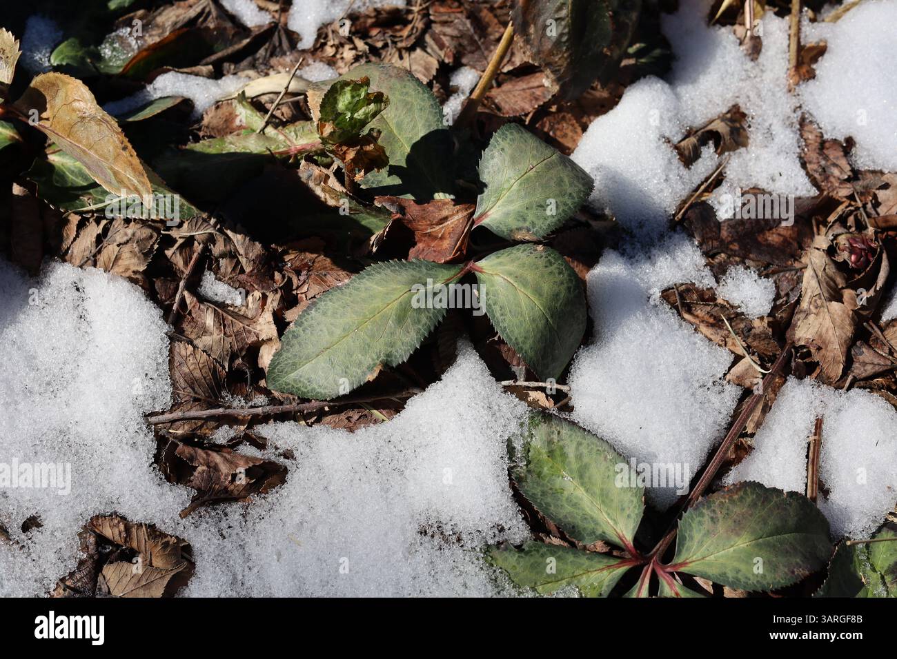 Plante verte grandissant et émergeant à travers la neige alors que l'hiver passe à la saison printanière Banque D'Images