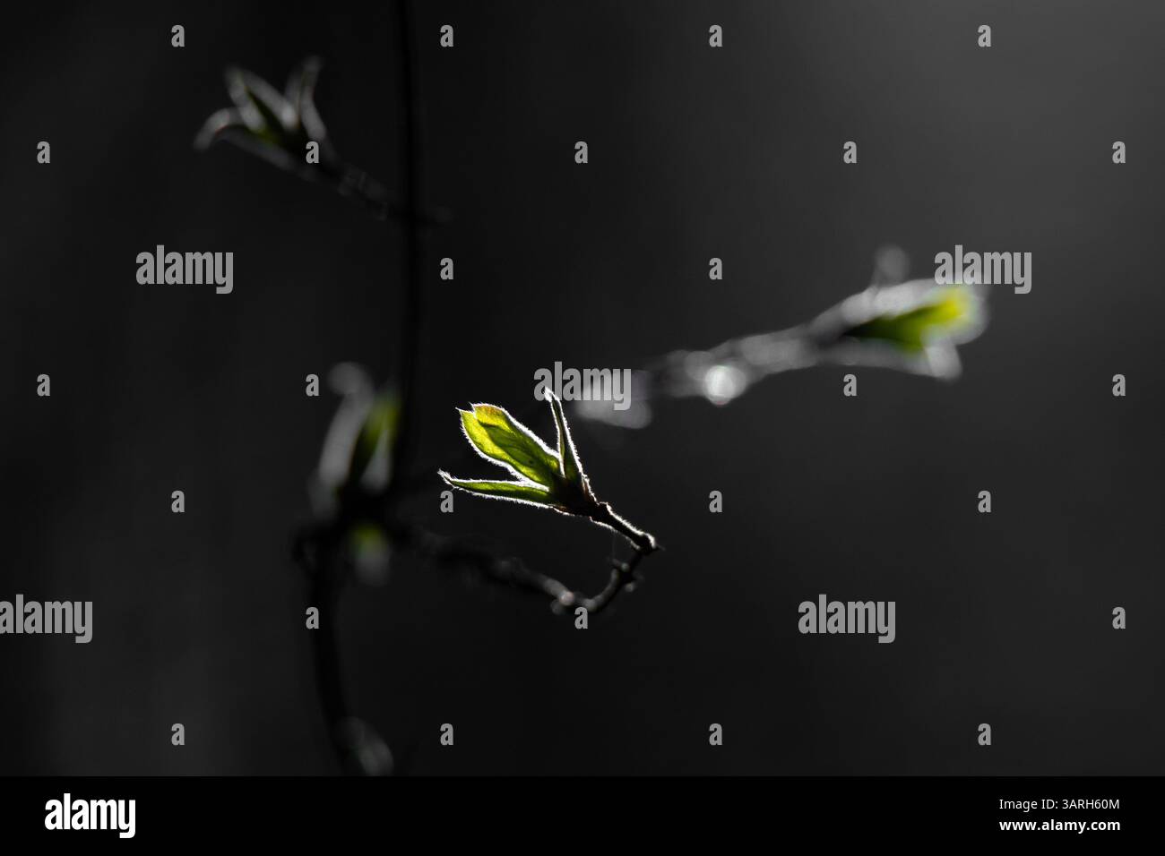 Un délicat bourgeon printanier émerge de l'obscurité, illuminé par un étroit faisceau de lumière. Les tons verts frais contrastent fortement avec le fond sombre Banque D'Images